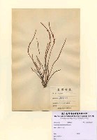 藏品(Grateloupia ramosissima Okamura)的圖片